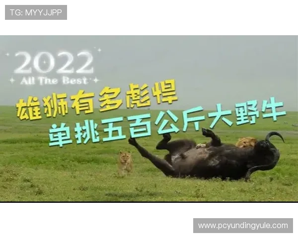 单挑牛牛比赛技巧分享助你在竞技中脱颖而出赢得更多奖励 单挑牛牛比赛技巧分享助你在竞技中脱颖而出赢得更多奖励